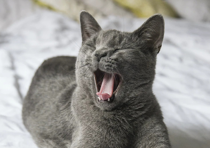 あくびをする猫（やる気ない）