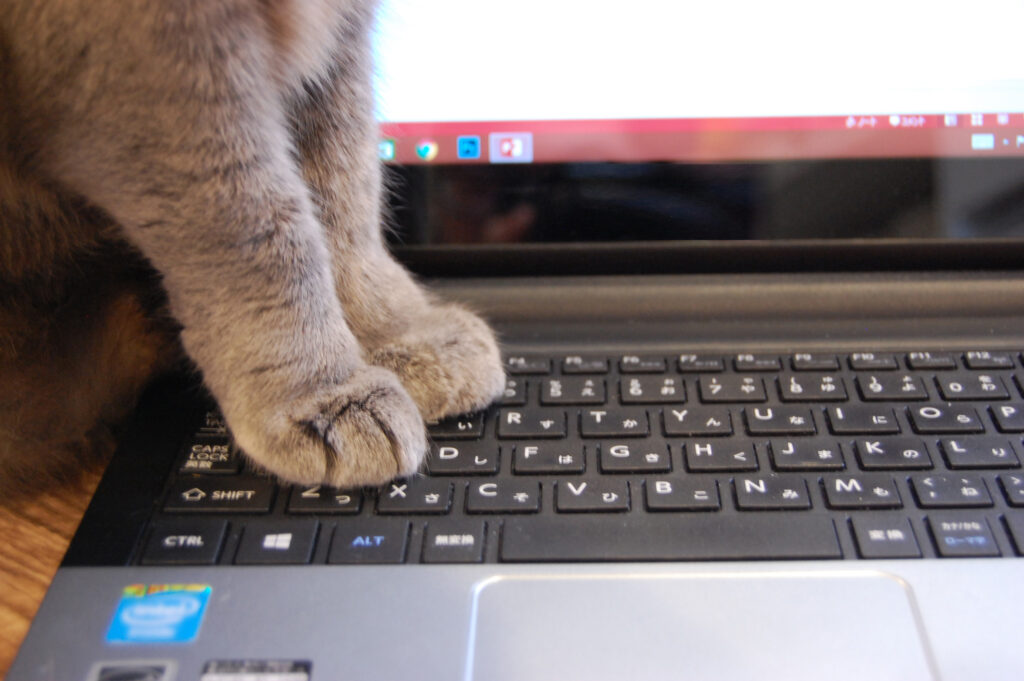 ブログ作業を邪魔する猫の足