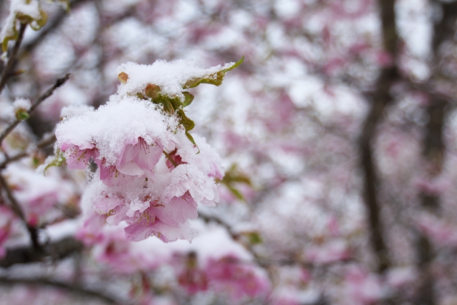 雪と桜